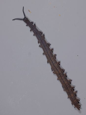 Media type: image;   Invertebrate Zoology 168056 Description: Digital photograph of specimen in life.;